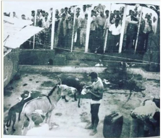 Fela Kuti Feeding his donkey named Yakubu