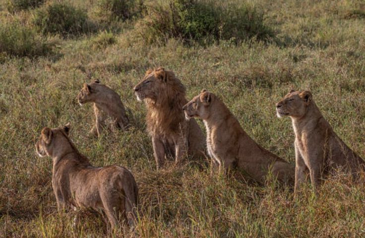 Wildlife Tracking via GPS Devices in Africa 4 Wildlife Tracking via GPS