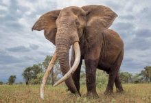 Wildlife Tracking via GPS Devices in Africa 6 Wildlife Tracking via GPS