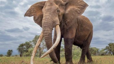 Wildlife Tracking via GPS