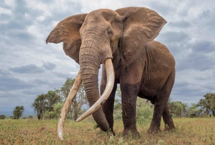 Wildlife Tracking via GPS Devices in Africa 6 Wildlife Tracking via GPS